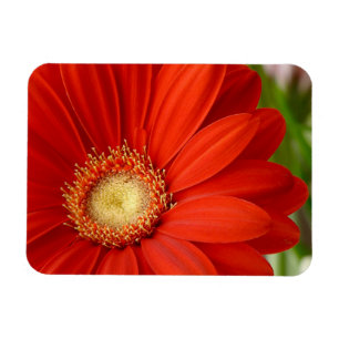 Ímã Gerbera