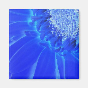 Imã gerbera azul-elétrica