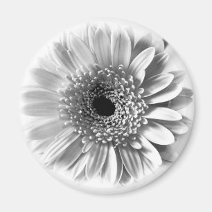 Imã Gerbera Daisy