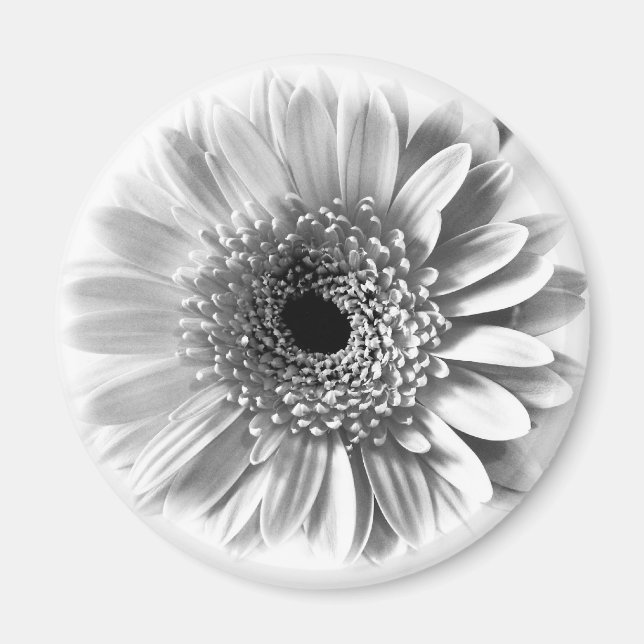 Imã Gerbera Daisy (Frente)