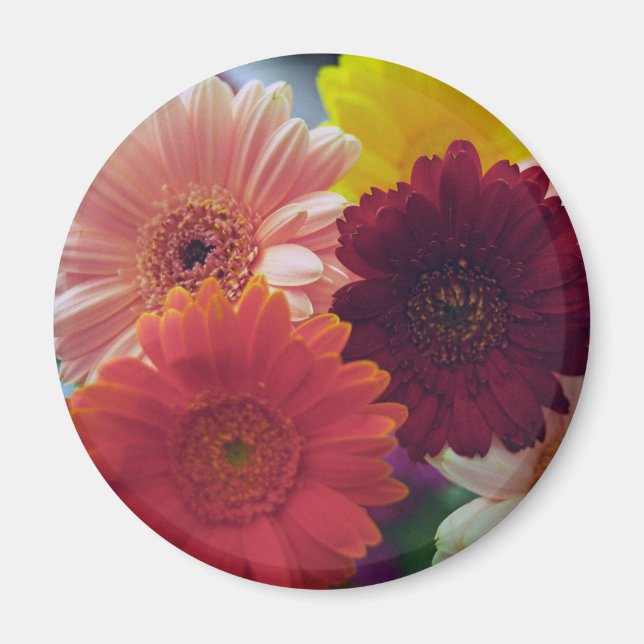 Imã Gerbera Daisy Flower Frigerator Magnet (Frente)