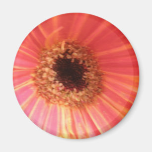 Imã Gerbera Daisy Flower Magnet