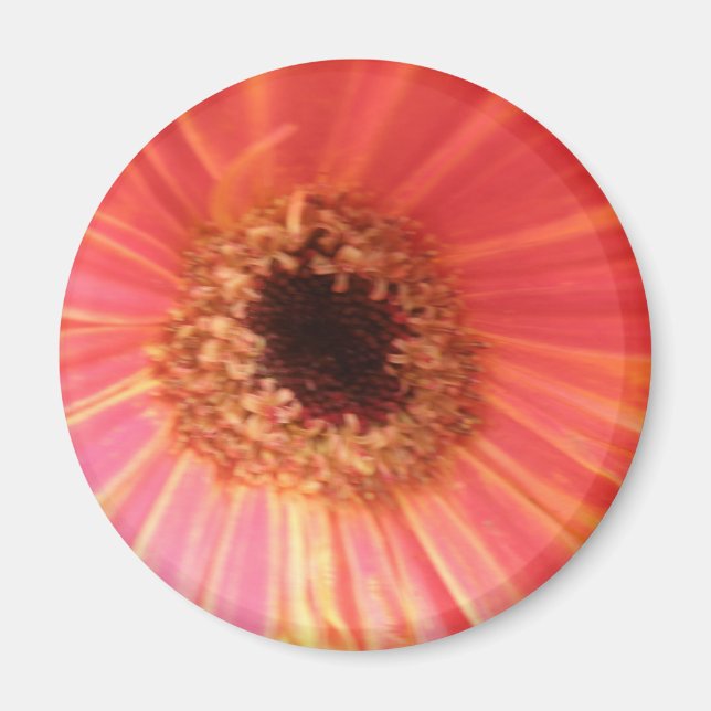 Imã Gerbera Daisy Flower Magnet (Frente)