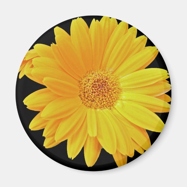Imã Gerbera Daisy (Gerbera hybrida) - Amarelo (Frente)