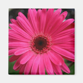 Imã Gerbera Daisy Magnet rosa