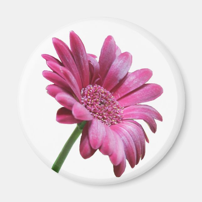 Imã Gerbera Daisy Round Magnet (Frente)