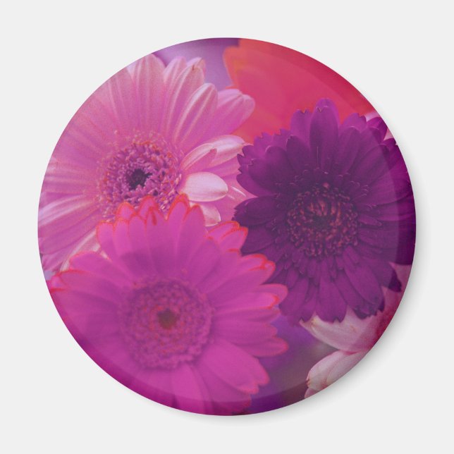 Imã Gerbera Rosa Daisy Flower Frigerator Magnet (Frente)