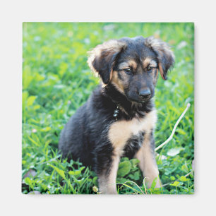 Imã German shepherd