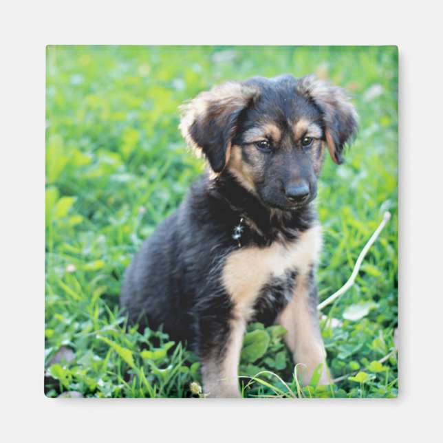 Imã German shepherd (Frente)