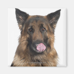 Imã German shepherd