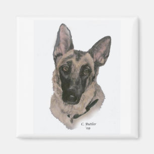 Imã German shepherd