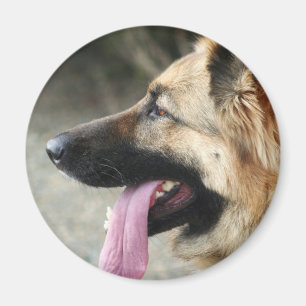 Imã German shepherd