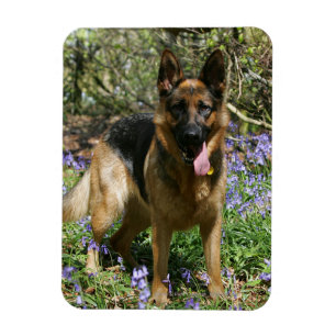 Ímã German shepherd