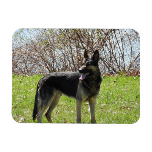 Ímã German shepherd