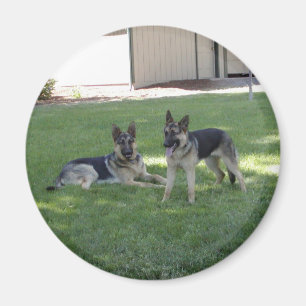Imã German shepherd