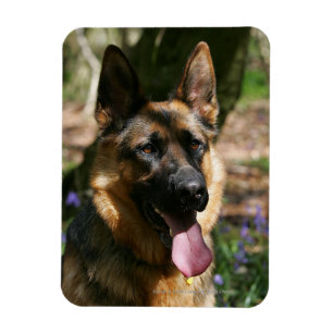 Ímã German shepherd