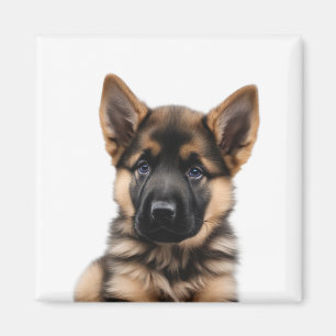 Imã German shepherd