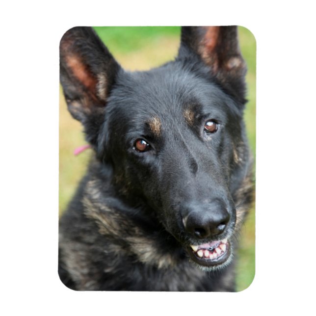 Ímã German shepherd (Vertical)