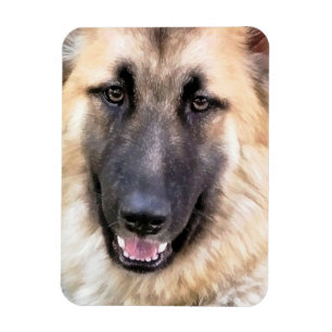 ÍMÃ GERMAN SHEPHERD