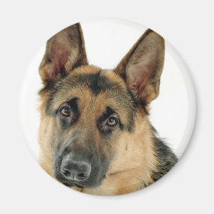 Imã German shepherd