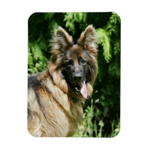 Ímã German shepherd 1 De Cabelo Longo Marrom