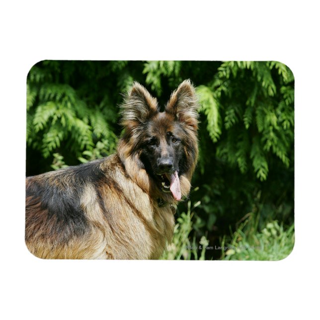 Ímã German shepherd 1 De Cabelo Longo Marrom (Horizontal)