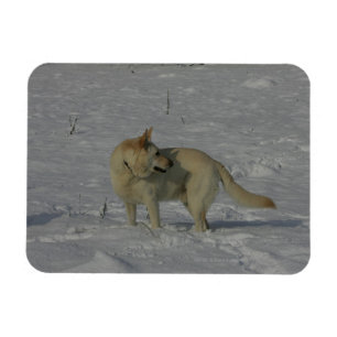 Ímã German shepherd branco na neve