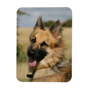 Ímã German shepherd com a língua para fora