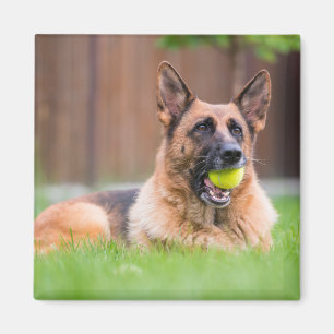 Imã German shepherd Com Bola De Tênis