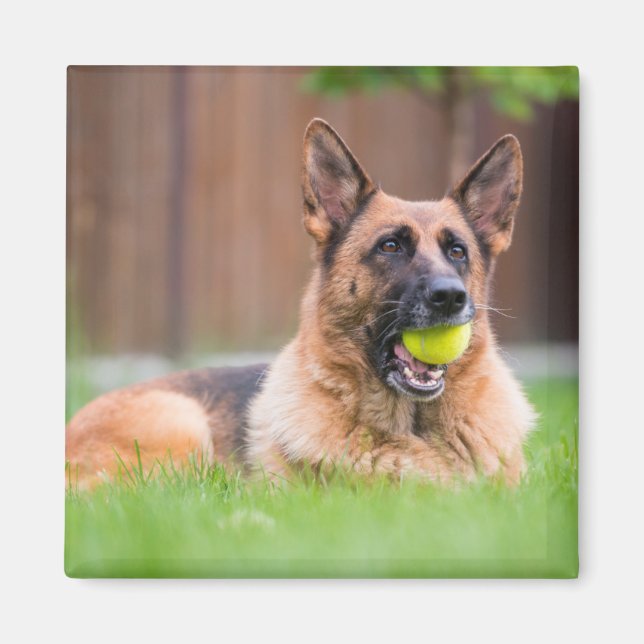 Imã German shepherd Com Bola De Tênis (Frente)