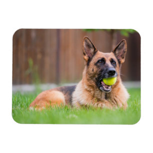 Ímã German shepherd Com Bola De Tênis