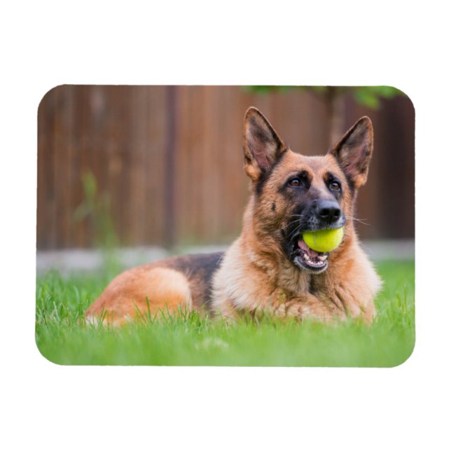 Ímã German shepherd Com Bola De Tênis (Horizontal)