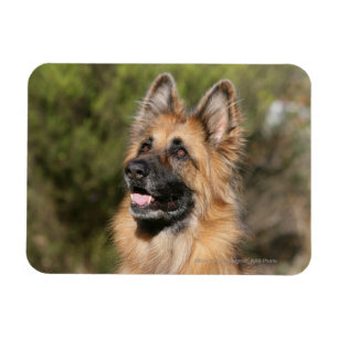 Ímã German shepherd de cabelos compridos 1