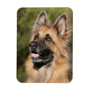 Ímã German shepherd de cabelos compridos 1