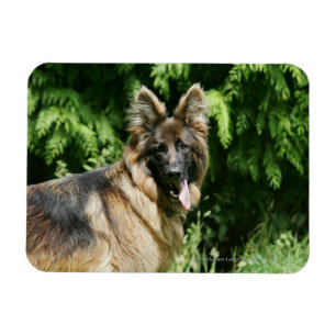 Ímã German shepherd de cabelos compridos 1 de Brown