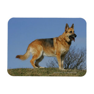Ímã German shepherd de cabelos compridos 2 de Brown
