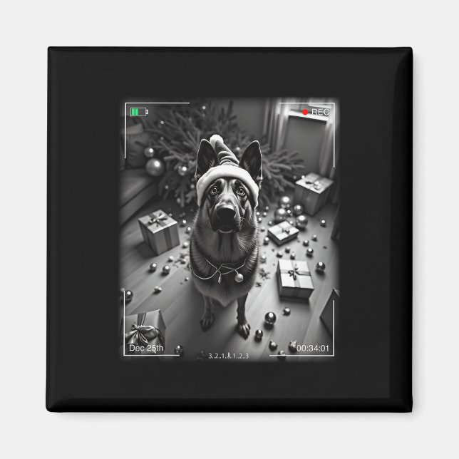 Imã German shepherd De Natal Capturado Na Câmera (Frente)