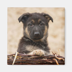 Imã German shepherd Em Cesta