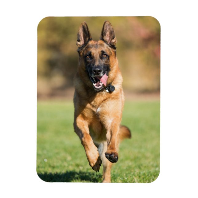 Ímã German shepherd em execução (Vertical)