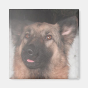 Imã German shepherd Magnet Saindo A Língua