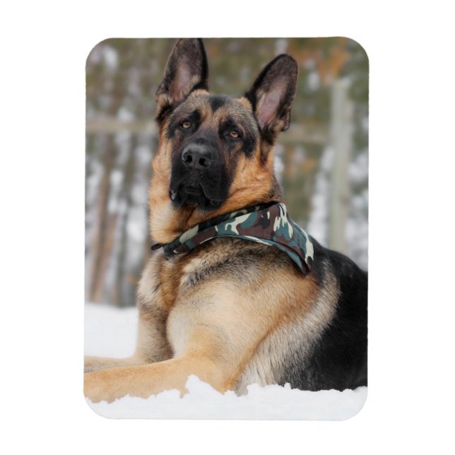 Ímã German shepherd Na Neve (Vertical)