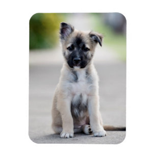 Ímã German shepherd no caminho