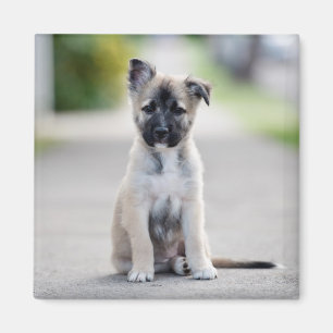 Imã German shepherd no caminho