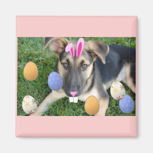 Imã German shepherd Páscoa