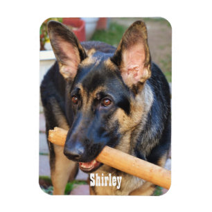 Ímã german shepherd por Shirley Taylor