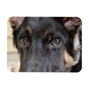 Ímã german shepherd por Shirley Taylor
