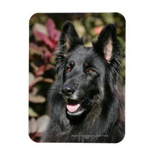 Ímã German shepherd Preto Longo