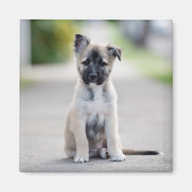 Imã German shepherd Puppy no caminho (Frente)