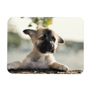 Ímã German shepherd Puppy Sobre A Borda