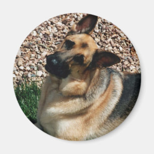 Imã German shepherd Quizzical